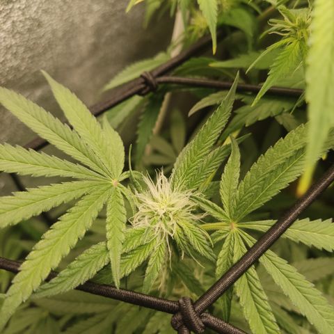 Lemon Cherry Gelato #2 growlog timeline photo