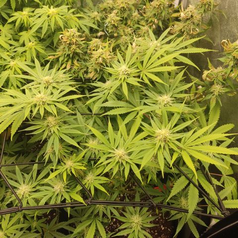 Lemon Cherry Gelato #1 growlog timeline photo