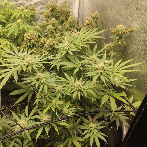 Lemon Cherry Gelato #1 growlog timeline photo