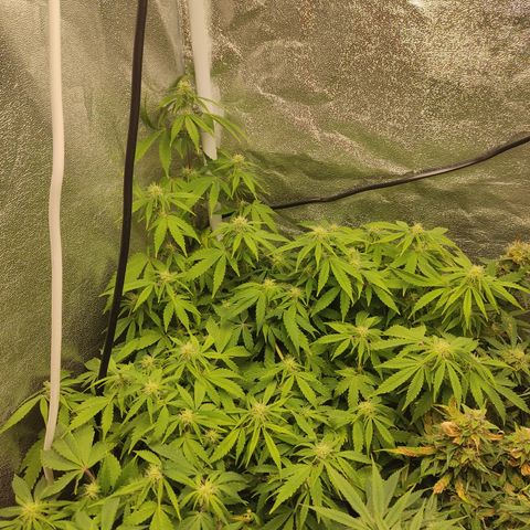 LSD Auto growlog timeline photo