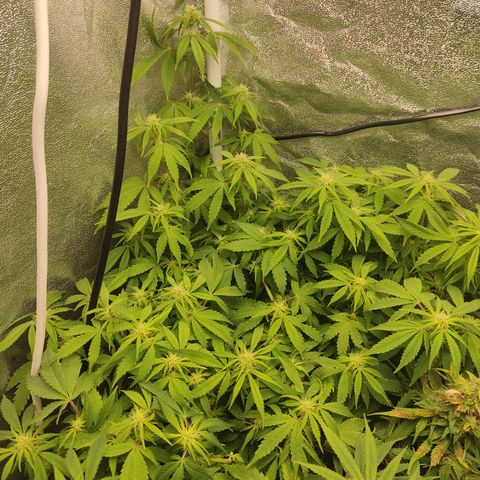 LSD Auto growlog timeline photo