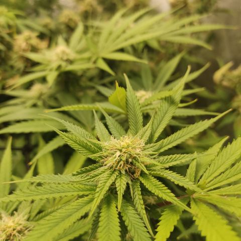 Lemon Cherry Gelato #1 growlog timeline photo