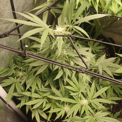 Lemon Cherry Gelato #2 growlog timeline photo