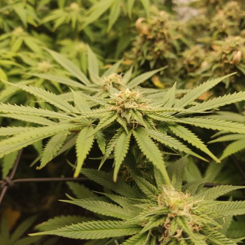 Lemon Cherry Gelato #1 growlog timeline photo