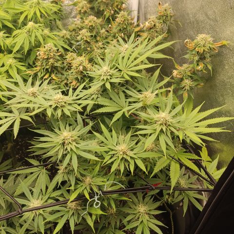 Lemon Cherry Gelato #1 growlog timeline photo