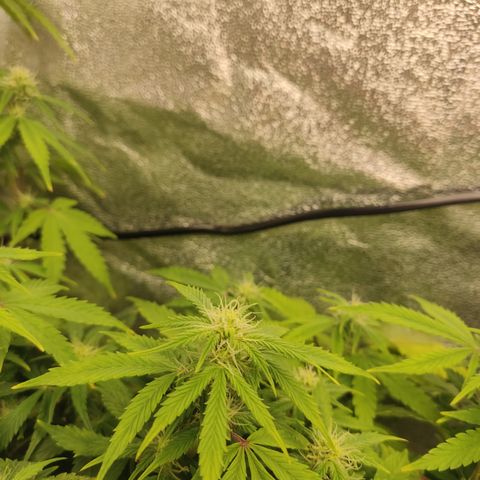 LSD Auto growlog timeline photo