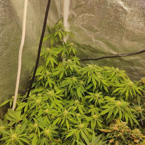 LSD Auto growlog timeline photo