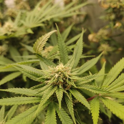 Lemon Cherry Gelato #1 growlog timeline photo
