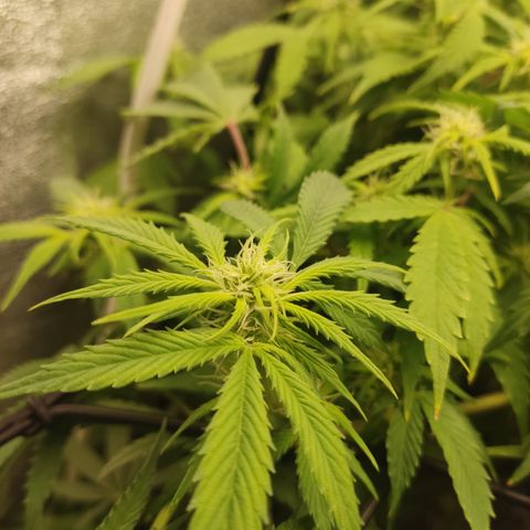 LSD Auto growlog timeline photo