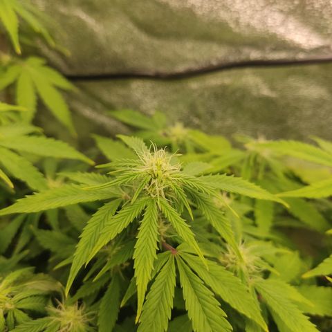 LSD Auto growlog timeline photo