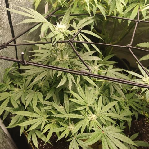Lemon Cherry Gelato #2 growlog timeline photo