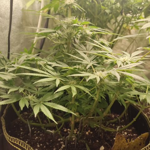 Lemon Cherry Gelato #2 growlog timeline photo