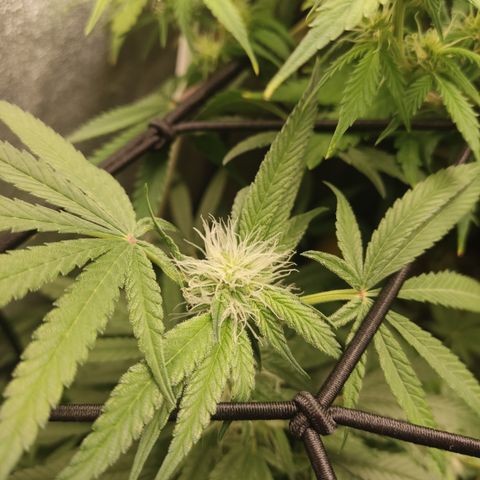 Lemon Cherry Gelato #2 growlog timeline photo