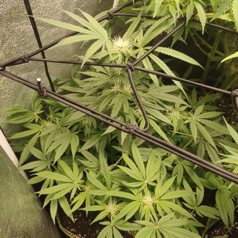 Lemon Cherry Gelato #2 growlog timeline photo
