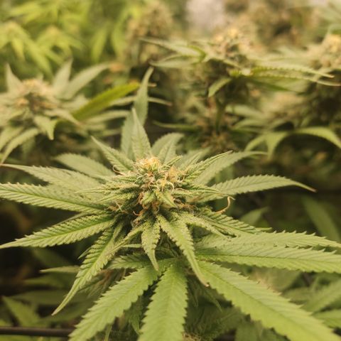 Lemon Cherry Gelato #1 growlog timeline photo