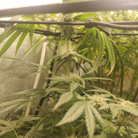 Lemon Cherry Gelato #2 growlog timeline photo