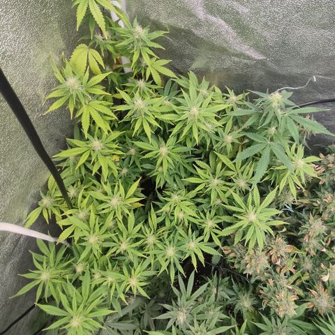 LSD Auto growlog timeline photo