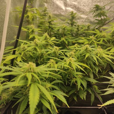 LSD Auto growlog timeline photo