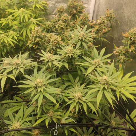 Lemon Cherry Gelato #1 growlog timeline photo