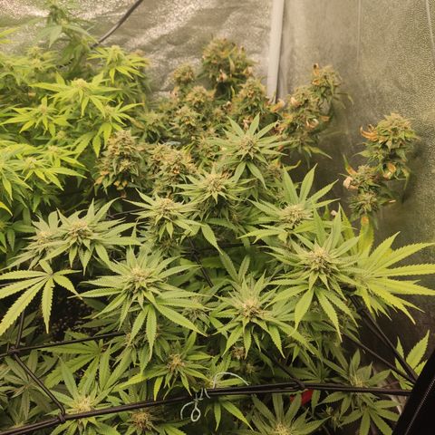 Lemon Cherry Gelato #1 growlog timeline photo