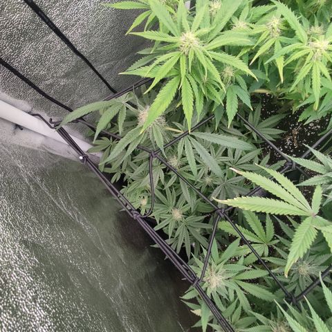 Lemon Cherry Gelato #2 growlog timeline photo