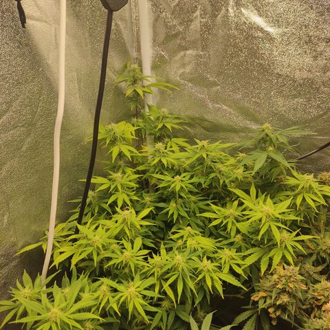 LSD Auto growlog timeline photo
