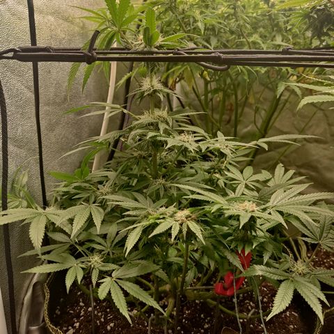Lemon Cherry Gelato #2 growlog timeline photo