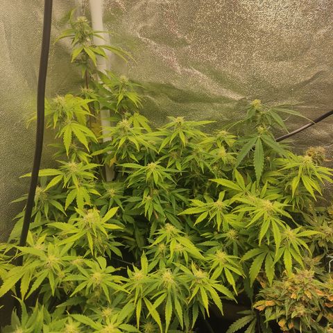 LSD Auto growlog timeline photo