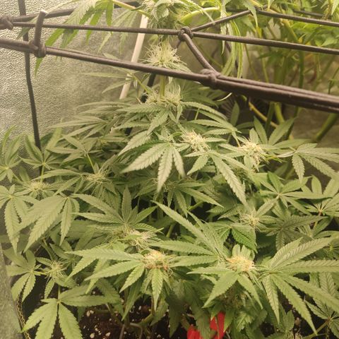 Lemon Cherry Gelato #2 growlog timeline photo