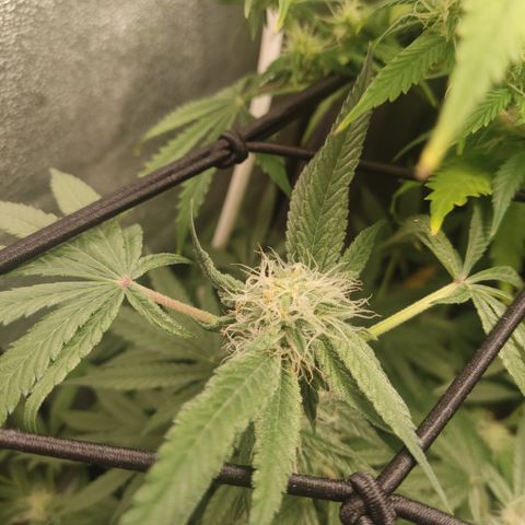 Lemon Cherry Gelato #2 growlog timeline photo