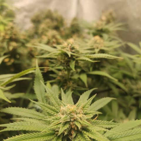 Lemon Cherry Gelato #1 growlog timeline photo