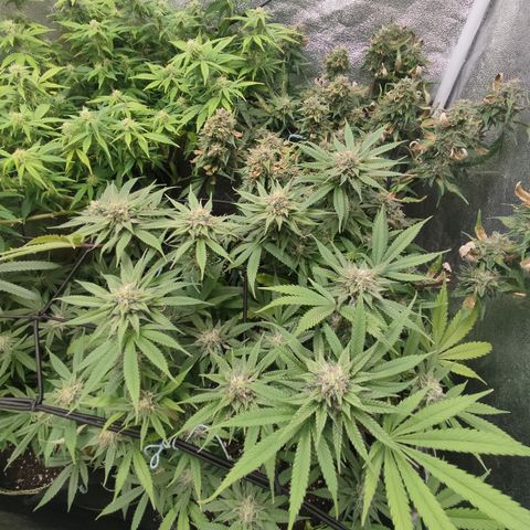 Lemon Cherry Gelato #1 growlog timeline photo