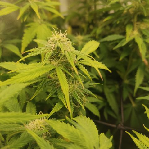 LSD Auto growlog timeline photo
