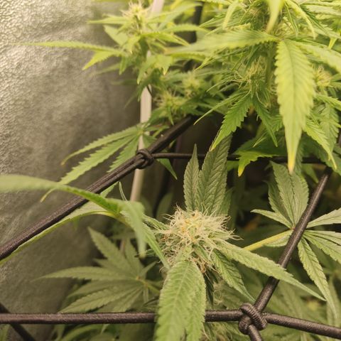 Lemon Cherry Gelato #2 growlog timeline photo