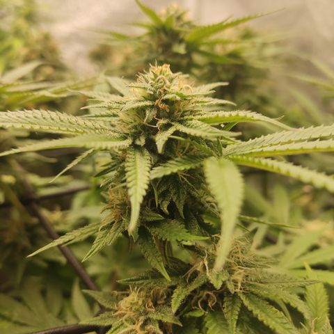Lemon Cherry Gelato #1 growlog timeline photo