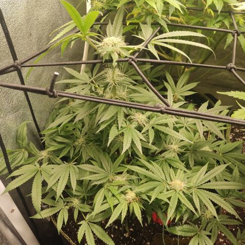 Lemon Cherry Gelato #2 growlog timeline photo