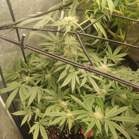 Lemon Cherry Gelato #2 growlog timeline photo
