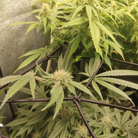 Lemon Cherry Gelato #2 growlog timeline photo