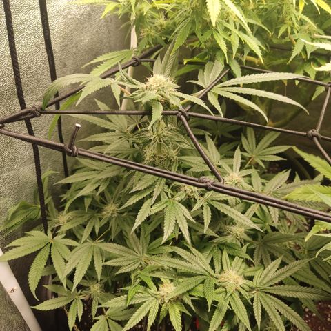 Lemon Cherry Gelato #2 growlog timeline photo