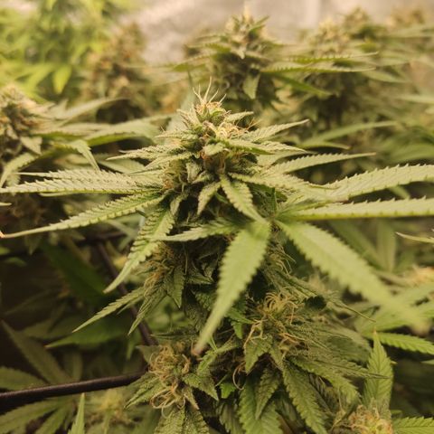 Lemon Cherry Gelato #1 growlog timeline photo