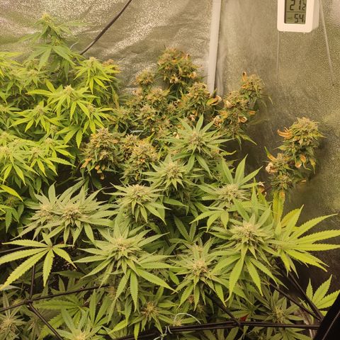 Lemon Cherry Gelato #1 growlog timeline photo
