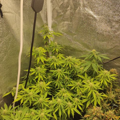 LSD Auto growlog timeline photo