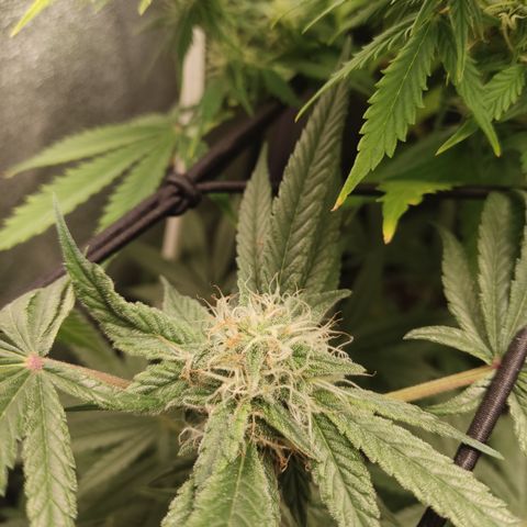 Lemon Cherry Gelato #2 growlog timeline photo
