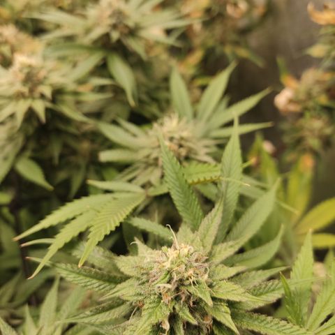 Lemon Cherry Gelato #1 growlog timeline photo