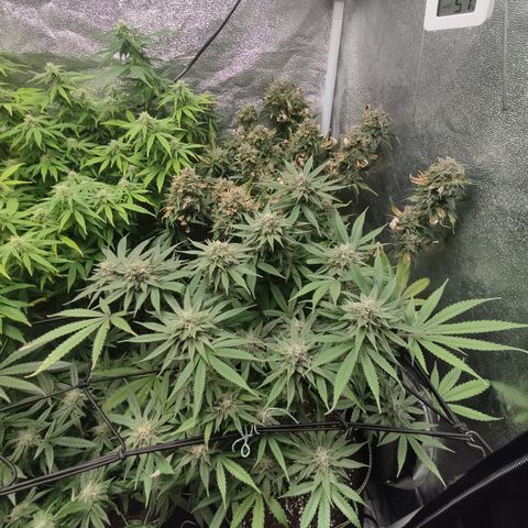 Lemon Cherry Gelato #1 growlog timeline photo