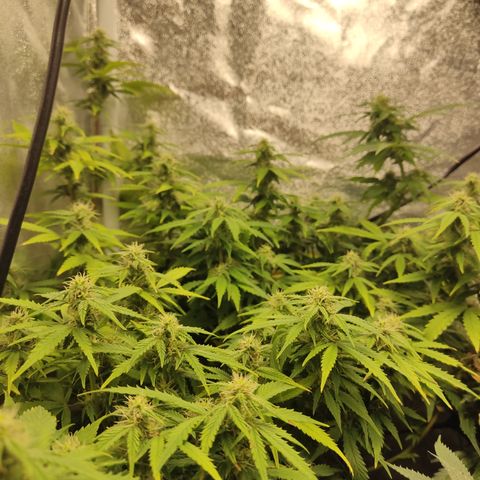 LSD Auto growlog timeline photo