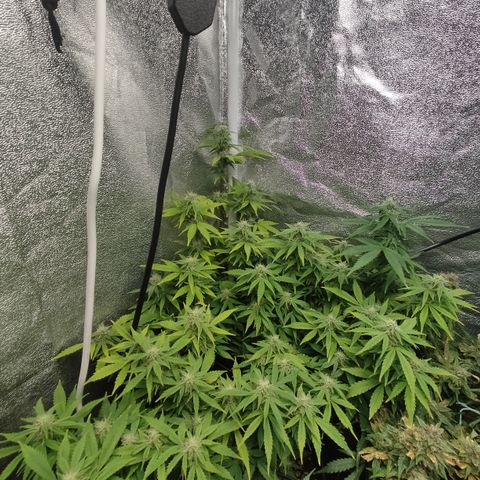 LSD Auto growlog timeline photo