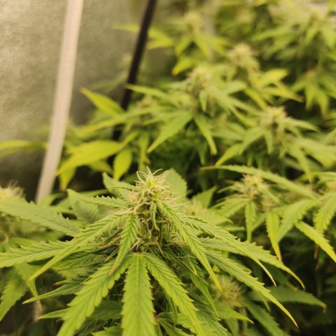 LSD Auto growlog timeline photo