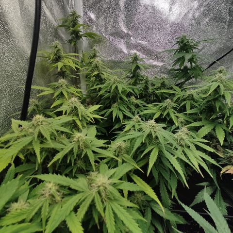 LSD Auto growlog timeline photo
