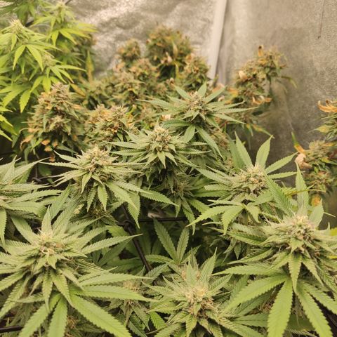Lemon Cherry Gelato #1 growlog timeline photo